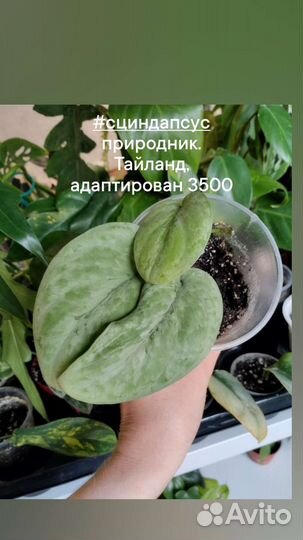 Комнатные растения