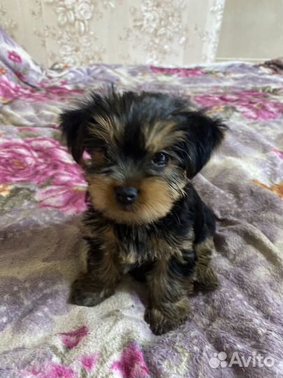 Йоркширский терьер