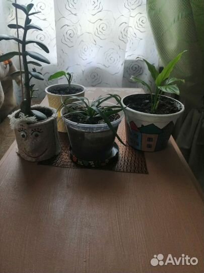 Спатифиллум, ананас, денежное дерево