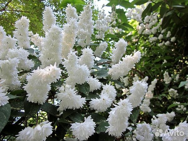 Многолетние цветы для сада