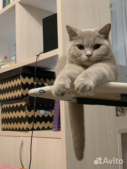 Зоогостиница, догситтер, передержка, Комсомольская