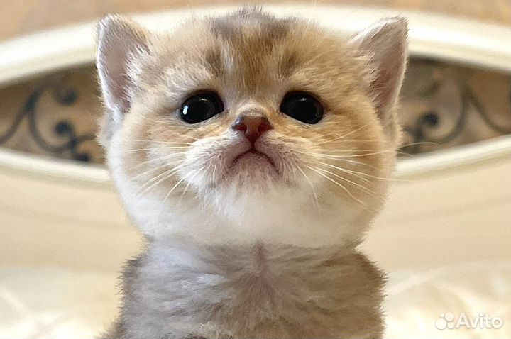 Золотая плюшевая шотландская кошечка 1 мес