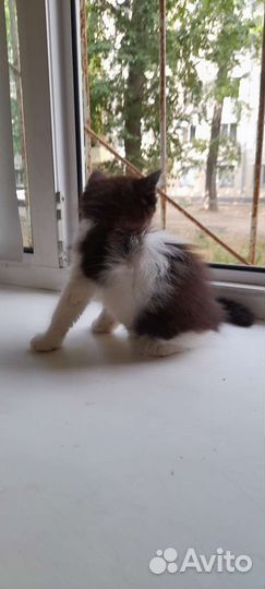 Кошка в дар бесплатно