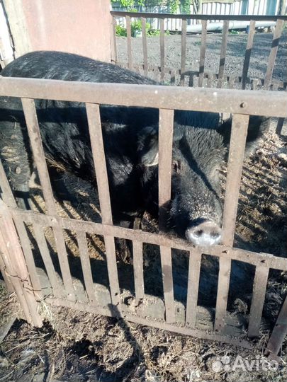 Хряк на племя