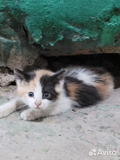 Котенок 2 месяца девочка