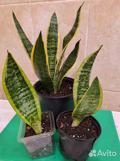 Сансевиерия футура суперба, ханни