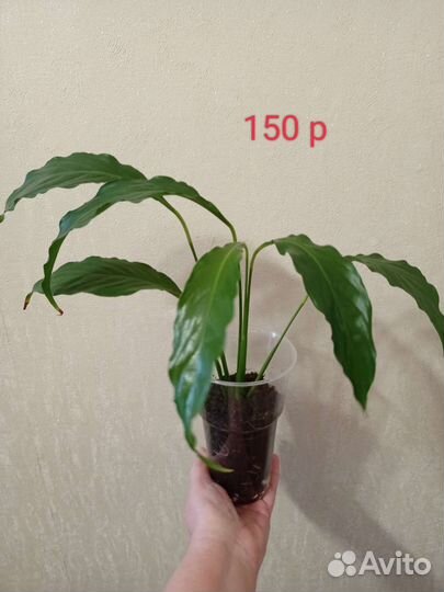 Спатифуллум