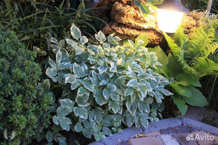 Сныть пестролистная