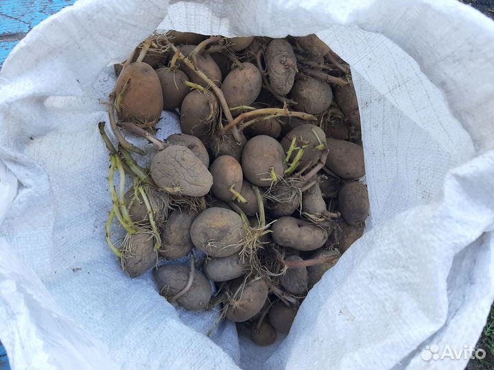 Семенной картофель