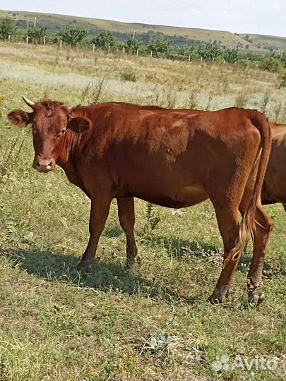 Телки стельные