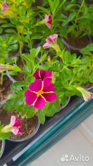 Продам укоренённые черенки Калибрахоа
