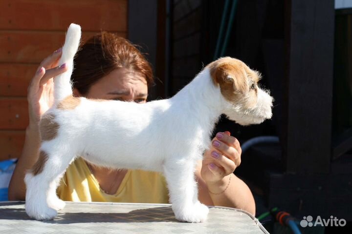 Щенки джеки гладкие и брокены с документами