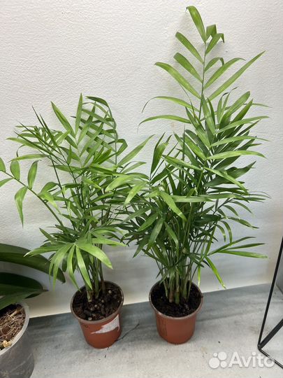 Пальма хамедорея