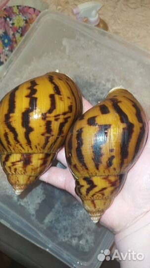 Улитка альбино