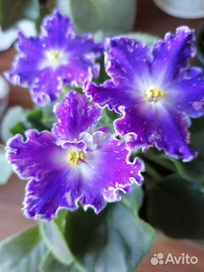 Фиалки цветущие, детки, листы