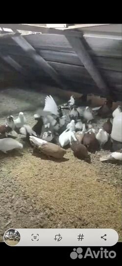 Гулуби Николаеские