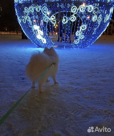 Шпиц померанский белый вязка