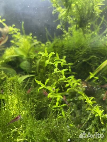 Растения для аквариума