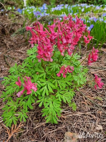 Хохлатка Джордж Бейкер клубни