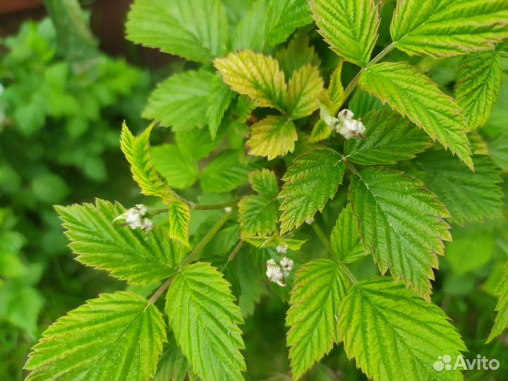 Ремонтантная малина