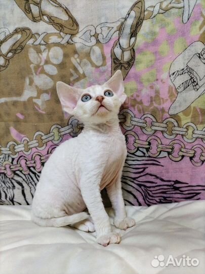 Мальчик девончик