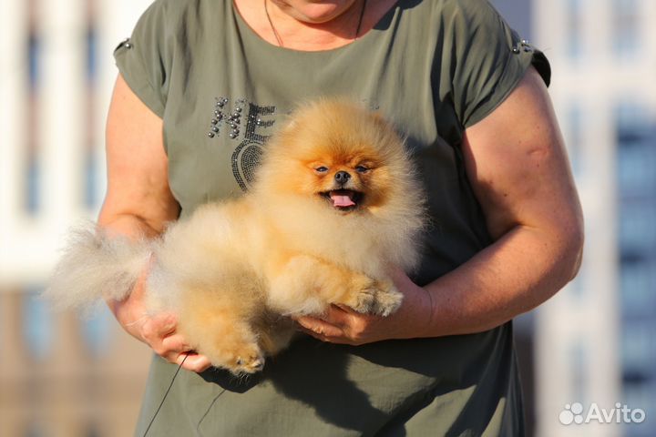 Померанский шпиц