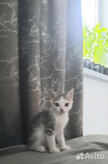 Отдам котёнка в добрые руки