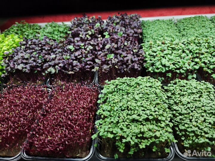 Микрозелень в Темрюке и Темрюкском районе