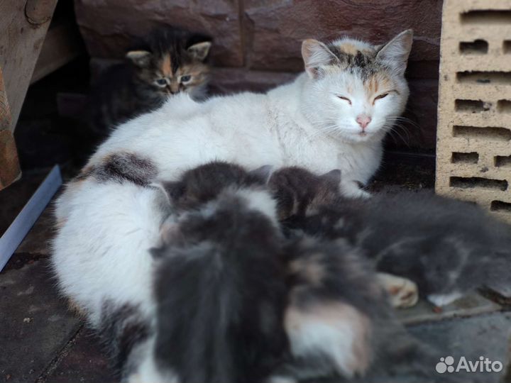 Кошки в добрые руки