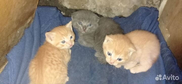 Шотландская