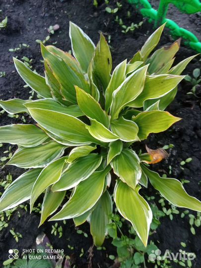 Хоста двух видов