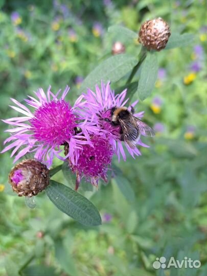 Массаж обыкновенный