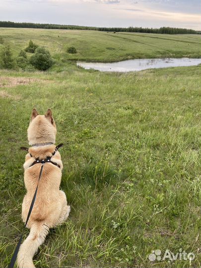 Вязка хаски