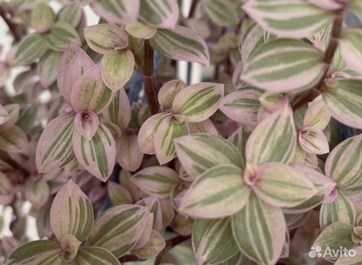 Каллизия ползучая, пушистый кустик