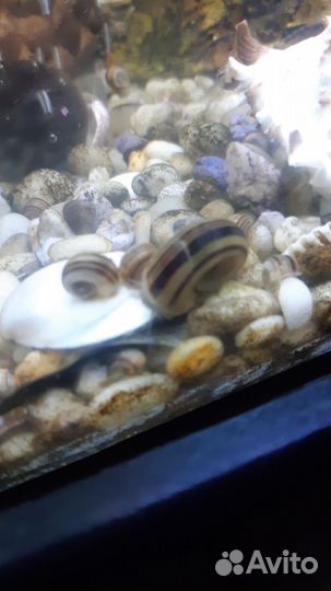 Эльф спикси