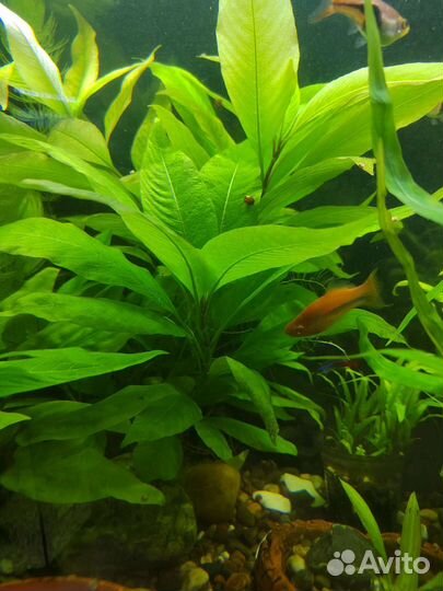 Аквариумные растения