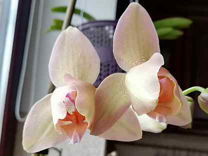 купить орхидею в рязани