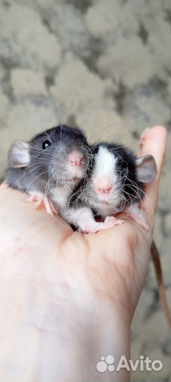 Крыса Дамбо и Стандрт девочки