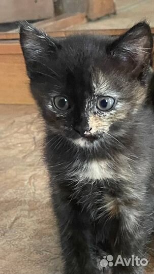 Котята бесплатно