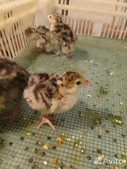 Цесарята, фазанята, идюшата