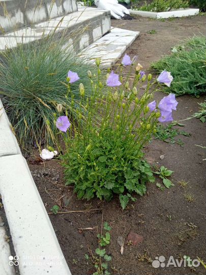 Колокольчик карпатский