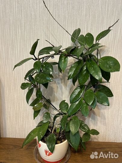 Хойя карноза