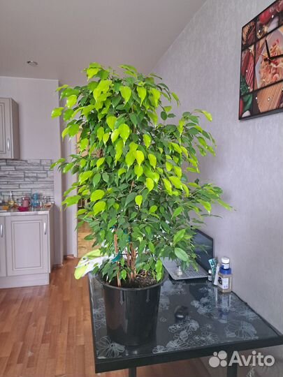 Фикус Бенджамина