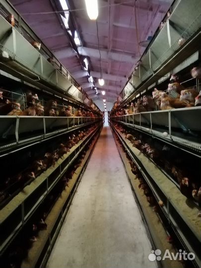 Продается птицефабрика