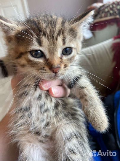 Шотландская