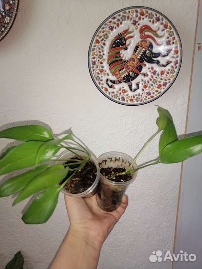 Эпипремнум скелетон кей,филодендрон бурле макс вар