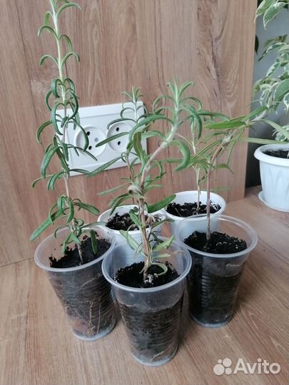 Розмарин саженцы
