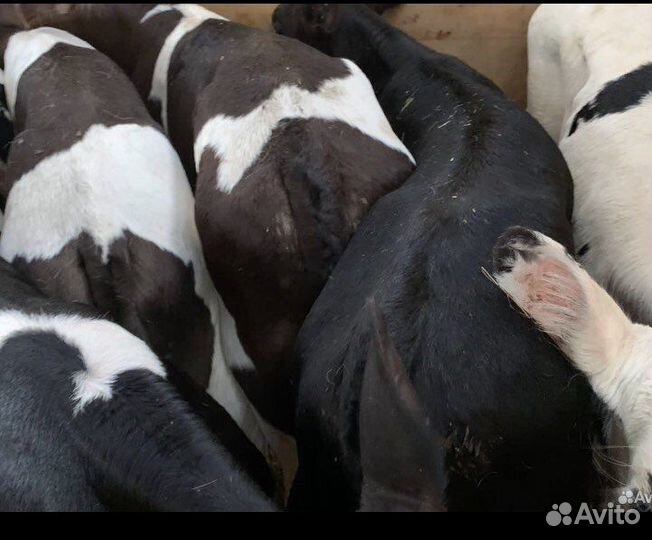 Телята мясной породы бычки