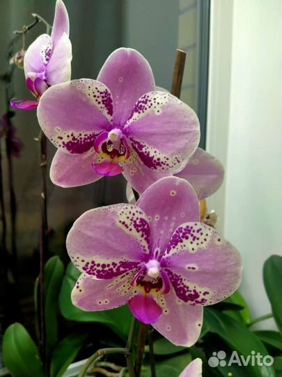 Орхидея фаленопсис frontera фронтера