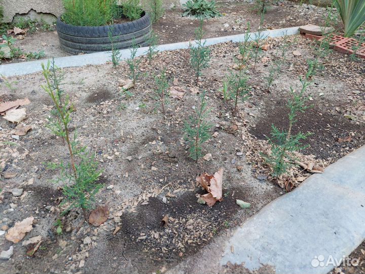 Саженцы кипариса. Альбиция ленкоранская